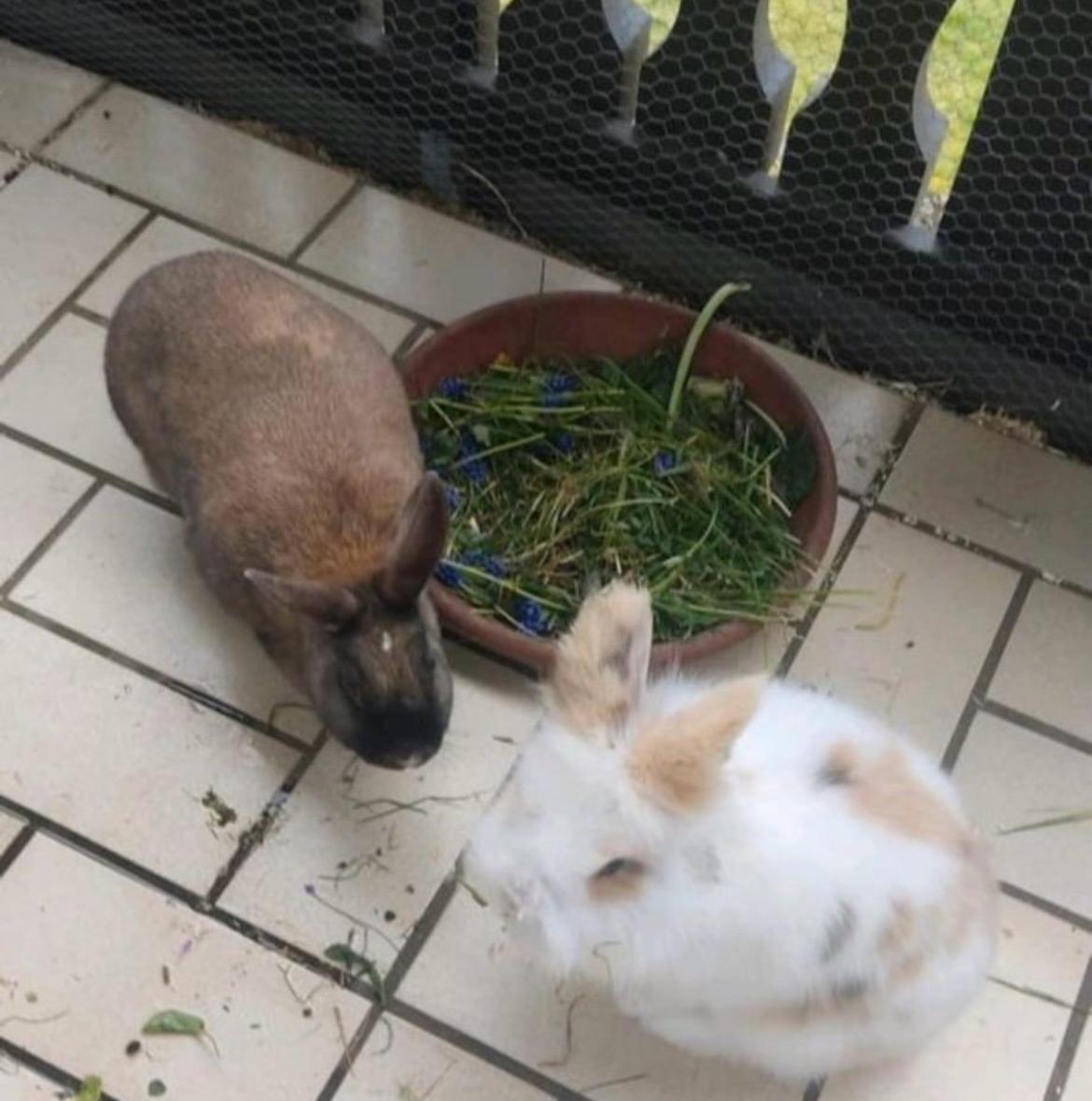 Lola und Angelo